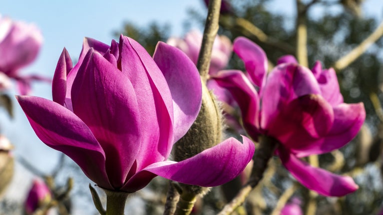 A close-up of a magnolia's deep pink blooms